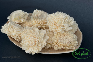 Ming Crizantema natur 6 cm