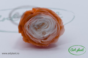 Mini Austin Roses Orange / White - Img 2