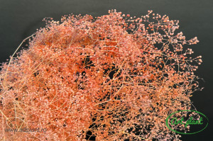 Mini gypsophila somon - Img 2