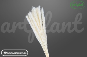 Mini pampas albit