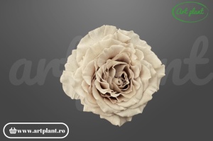 mini rose romantic stabilizate sand flori naturale pentru aranjamente