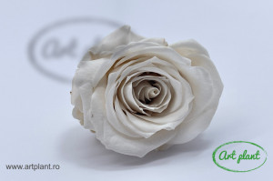 Mini Roze Alb-Crem Whi04 - Img 2
