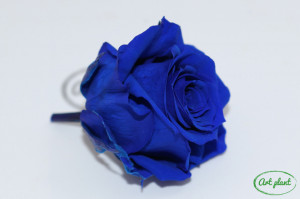Mini Roze Albastru Blu03 - Img 3