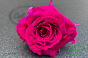 Mini Roze Hot Pink Pin03