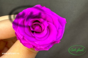 Mini Roze Mov Pur02