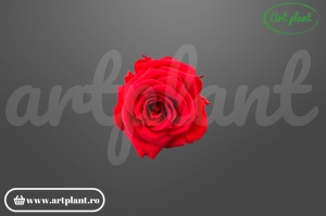 Mini Roze Rosu Deschis Ora03