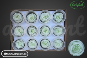 Mini Roze Warmi Light Green Gre89