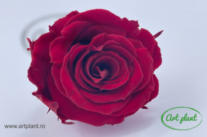 Mini Roze Warmi Rosu Red01 - Img 2