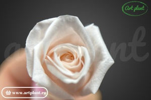 Miniroze Criogenate Pink Blush S - Img 3