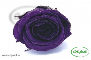 Miniroze Criogenate Vivian Purple S - Img 2