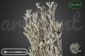 Nigella orientalis champagne