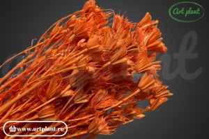 Nigella orientalis somon (G)