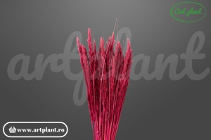 Pampas piumetta cristina bordo (G)