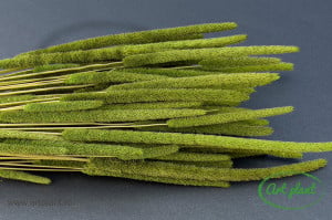 Phleum Green