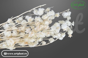 Physalis albit