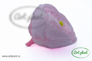 Ranunculus Criogenat Roz Pal Pin89 - Img 2