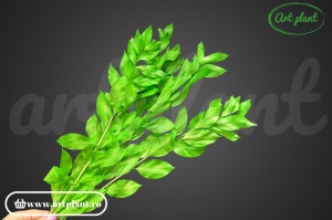 Ruscus de grădină verde deschis - Img 2