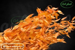 Ruscus italian stabilizat orange
