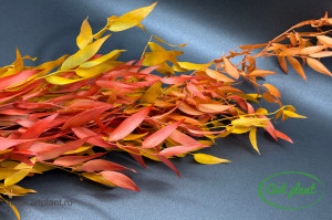 Ruscus italian stabilzat automnal - Img 1