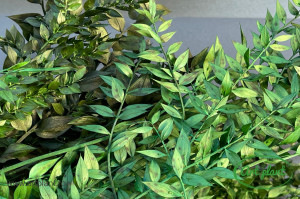 Ruscus stabilzat verde - Img 1