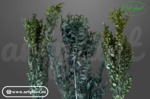Ruscus Verde
