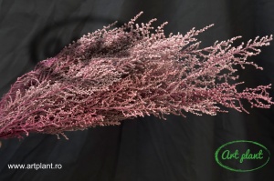Stoebe stabilizată pink - Img 2