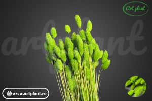 Talaris apple green (G) - Img 3