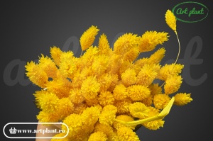 Talaris giallo (G)