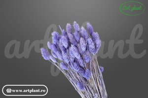 Talaris Mov Violet