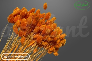 Talaris orange