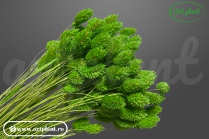 Talaris verde deschis