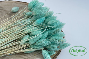 Talaris verde menta