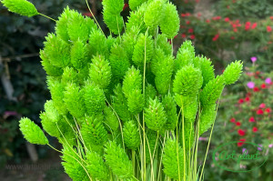 Talaris verde neon - Img 2