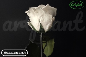 Trandafir criogenat Alb-Crem Whi04 cu tijă, 30 cm - Img 2