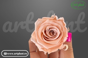 Trandafir criogenat Antique Pink L