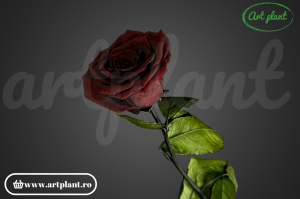 Trandafir criogenat Bordo Cho01 cu tijă, 30 cm - Img 2