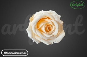 Trandafir Criogenat Champagne CHA99 - Img 1