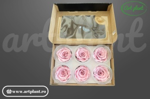 Trandafir Criogenat L Roz Pal Pin04 - Img 2