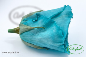 Trandafir Criogenat L Turquoise Blu02 - Img 2