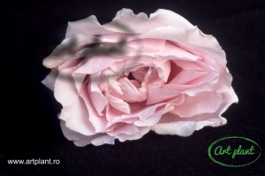 Trandafir criogenat Light Pink - Img 1