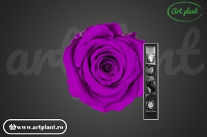 Trandafir criogenat Mov Pur02 cu tijă, 30 cm