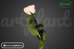 Trandafir criogenat Peach Pea89 cu tijă, 30 cm