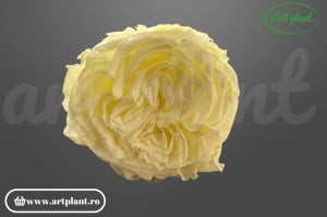 Trandafir criogenat Romantic light yellow