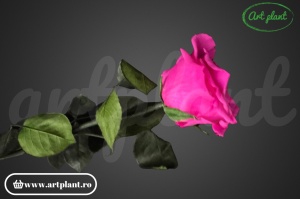 Trandafir criogenat Roz Fuchsia Pin07 cu tijă, 30 cm - Img 2