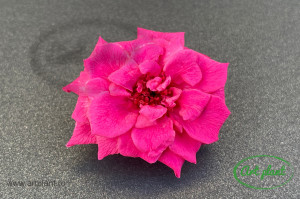 Trandafir criogenat salbatic Fuchsia - Img 1