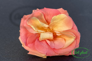Trandafir criogenat salbatic gelato pink - Img 1