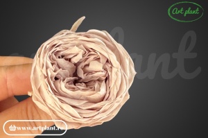 Trandafir englezesc criogenat beige - Img 1