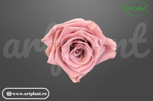 Trandafiri Criogenati 6cm Dusty Pink din Ecuador, 5.5-6.3 cm , inaltime 5-6.1, 6 buc