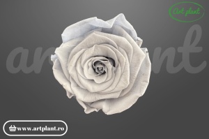 Trandafir criogenat 6 cm Gray gri, floare naturală conservată pentru aranjamente