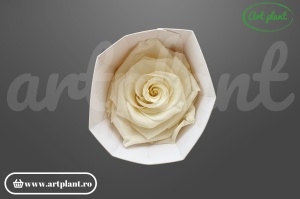 Trandafir criogenat 6cm Light Beige - Art Plant